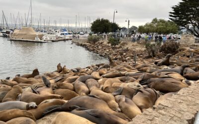 Sea Lions in Monterey California